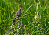 Red-winged Blackbird