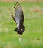 Turkey Vultures