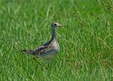 Upland Sandpiper