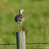 Upland Sandpiper