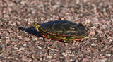 Western Painted Turtle