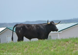 Angus Bull