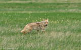 Coyote