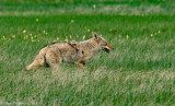 Coyote