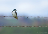 Tree Swallow
