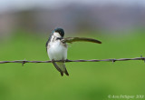 Tree Swallow