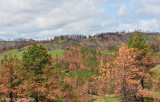 The Black Hills of Custer State Park