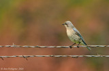 Mountain Bluebird - Female