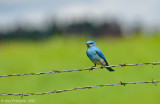 Mountain Bluebird - Male 