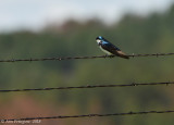 Tree Swallow