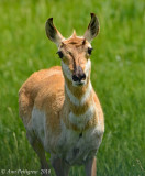 Pronghorn Doe