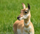 Pronghorn Doe