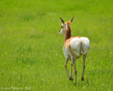 Pronghorn Doe