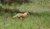 Coyote