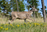 Mule Deer Buck