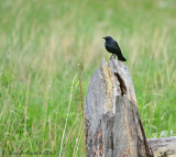 Brewer's Blackbird