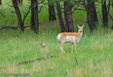 Pronghorn with Newborn