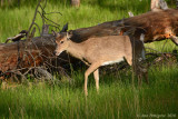 White-tailed Buck