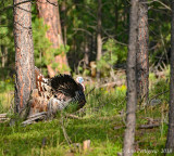 Wild Turkey