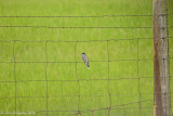 Eastern Kingbird