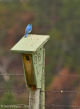 Mountain Bluebird - Male