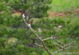 Red-headed Woodpeckers