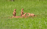 Black-taled Prairie Dog