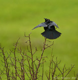 Brewer's Blackbird Displaying