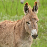 Famous Burros of Custer State Park