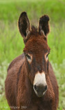 Famous Burros of Custer State Park