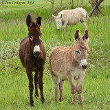 Famous Burros of Custer State Park