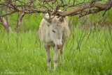 Famous Burros of Custer State Park