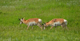 Pronghorns