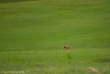 Lone Coyote