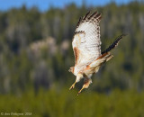 Red-tailed Hawk