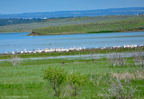 American White Pelicans