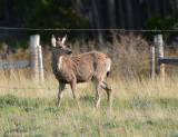 Mule Deer Buck
