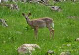 White-tailed Doe