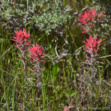 Indian Paintbrush