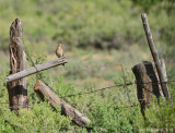 Mourning Dove