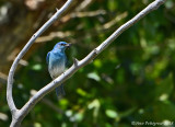 Mountain Bluebird