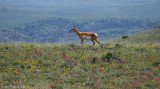 Pronghorn Among the Wildflowers