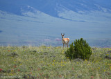 Pronghorn Among the Wildflowers