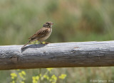 Vesper Sparrow