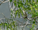 Warbling Vireo