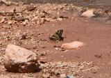 Swallowtail sp.