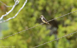 Western Wood-Pewee