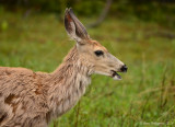Mule Deer Doe