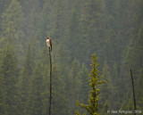 Red-tailed Hawk