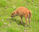 American Bison Calf